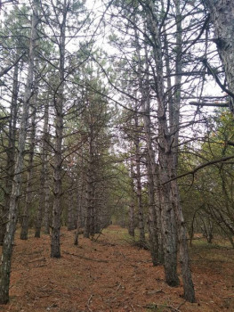 Лесная сказка  - 122722706_3444411008982522_7983136966596716526_o.jpg