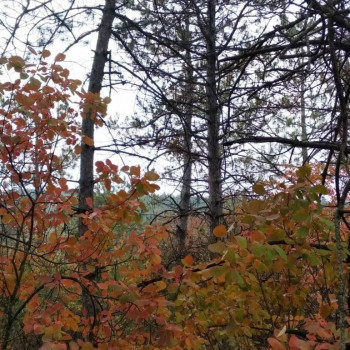 Лесная сказка  - kohanhik_122650613_3460614167318834_7048278323396056863_n.jpg