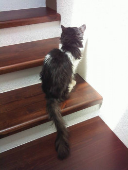 Следы их лапок навсегда в наших сердцах. Об ушедших питомцах - ZtQBxbP0Zn8.jpg