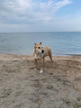 Следы их лапок навсегда в наших сердцах. Об ушедших питомцах - E71386B0-73C9-463B-B54B-BC569E483699.jpeg