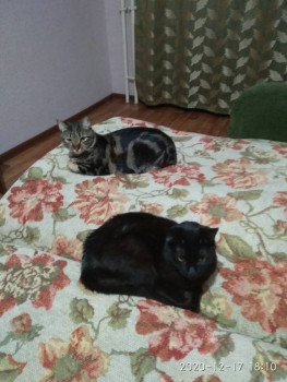 Клуб фелинологов-любителей  - IMG_20201217_181056.jpg