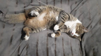 Клуб фелинологов-любителей  - 20201215_181012.jpg