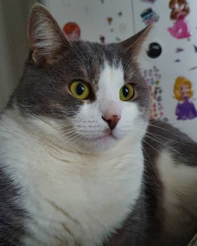 Клуб фелинологов-любителей  - IMG_20201207_101902_656.jpg