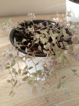 Мои комнатные растения. - IMG_20201219_142056.jpg