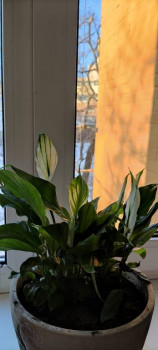 Мои комнатные растения. - IMG_20201220_095906.jpg