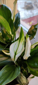 Мои комнатные растения. - IMG_20201220_095929.jpg