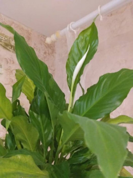 Мои комнатные растения. - 20201220_094458.jpg