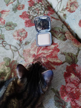 Клуб фелинологов-любителей  - IMG-20201226-WA0000.jpg