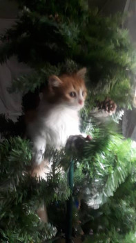 Клуб фелинологов-любителей  - 20201229_055452.jpg