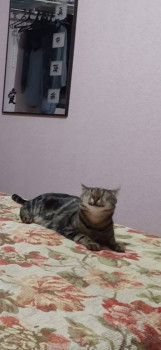 Клуб фелинологов-любителей  - IMG-20210109-WA0003.jpg