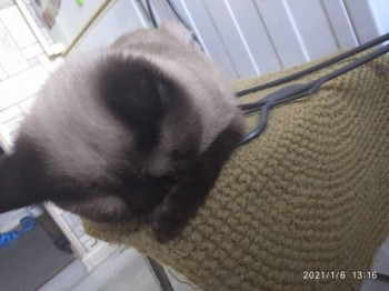 Клуб фелинологов-любителей  - IMG_20210106_131636.jpg