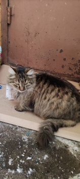 Клуб фелинологов-любителей  - IMG_20210113_160406.jpg