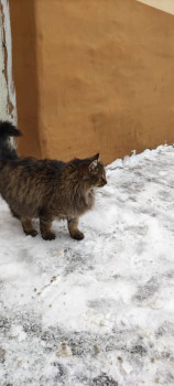 Клуб фелинологов-любителей  - IMG_20210113_160718.jpg