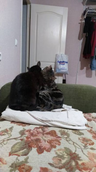 Клуб фелинологов-любителей  - IMG-20210113-WA0053.jpg