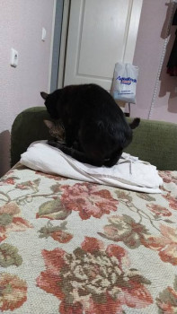 Клуб фелинологов-любителей  - IMG-20210113-WA0050.jpg