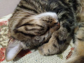 Клуб фелинологов-любителей  - IMG-20210114-WA0018.jpg