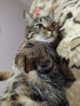 Клуб фелинологов-любителей  - IMG-20210114-WA0015.jpg