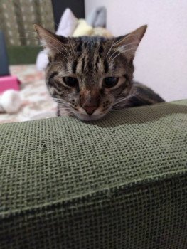 Клуб фелинологов-любителей  - IMG-20210114-WA0012.jpg