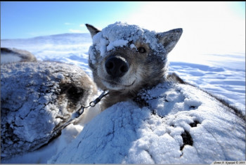 Из ВКонтактика с приветиком  - IMG_20210117_153420.jpg