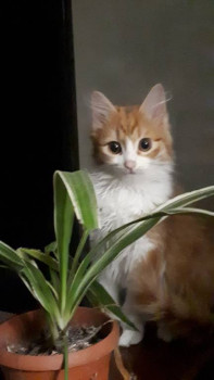 Клуб фелинологов-любителей  - 20210117_191302.jpg