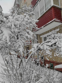 Это прямо возле моего окошка