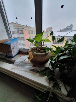 Подскажите, как называется такое растение? - 20210131_141226.jpg