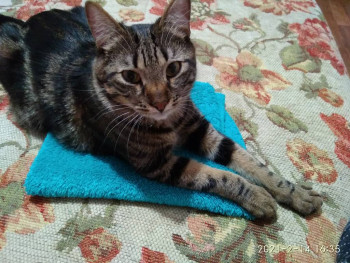 Клуб фелинологов-любителей  - IMG_20210214_163542.jpg