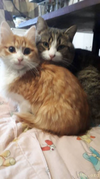 Клуб фелинологов-любителей  - коты.jpg