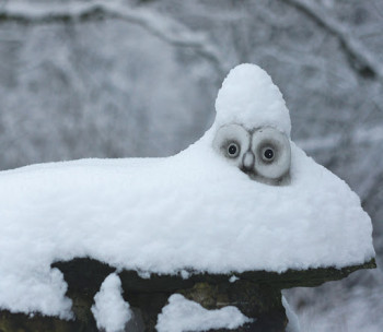 Доброго утра Хорошего дня Спокойной ночи  - unnamed.jpg