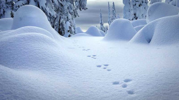 Доброго утра Хорошего дня Спокойной ночи  - mnogo-snega.jpg