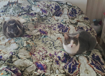 Клуб фелинологов-любителей  - IMG_20210301_211314_380.jpg