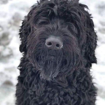 Клуб кинологов-любителей - FB_IMG_1614749980763.jpg