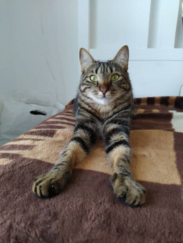 Клуб фелинологов-любителей  - IMG_20210302_230601_289.jpg