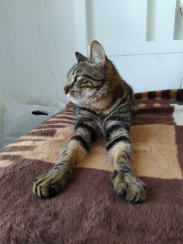 Клуб фелинологов-любителей  - IMG_20210302_230617_379.jpg