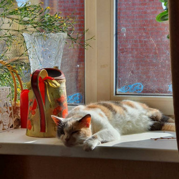 Клуб фелинологов-любителей  - IMG_20210303_111536_119.jpg