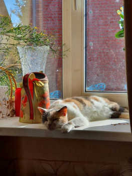 Клуб фелинологов-любителей  - 20210303_111500.jpg