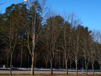 Чем сегодня занимались - IMG_20210303_113104.jpg