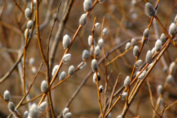 Доброго утра Хорошего дня Спокойной ночи  - DSC04724.jpg