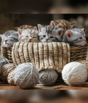 Доброго утра Хорошего дня Спокойной ночи  - 1616227382.jpg