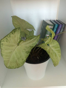 Мои комнатные растения. - IMG_20210330_125528.jpg