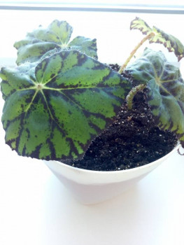 Мои комнатные растения. - IMG_20210330_125548.jpg