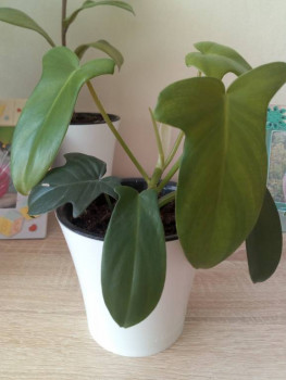 Мои комнатные растения. - IMG_20210330_125825.jpg