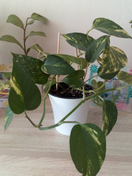 Мои комнатные растения. - IMG_20210330_125717.jpg