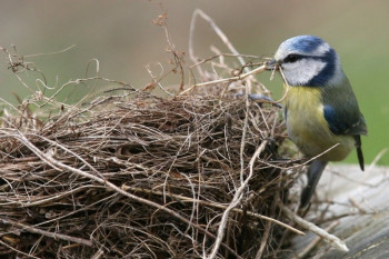 Доброго утра Хорошего дня Спокойной ночи  - 729_486_603402025b718.jpg