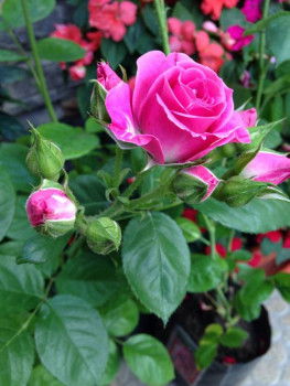 Доброго утра Хорошего дня Спокойной ночи  - 1e9930c6fdaeb9190cd00a2b703b36ae.jpg