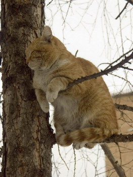 Доброго утра Хорошего дня Спокойной ночи  - 55443904_12288702_4.jpg