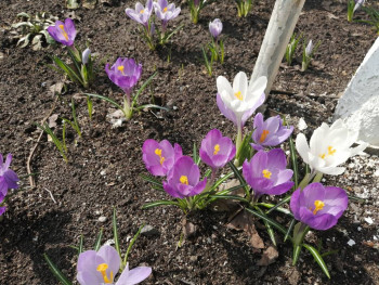 Декоративные садовые растения. - IMG_20210423_113901.jpg