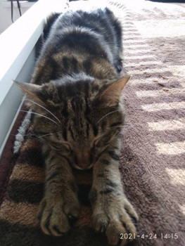 Клуб фелинологов-любителей  - IMG_20210424_141503.jpg