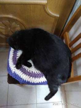 Клуб фелинологов-любителей  - IMG_20210425_091031.jpg