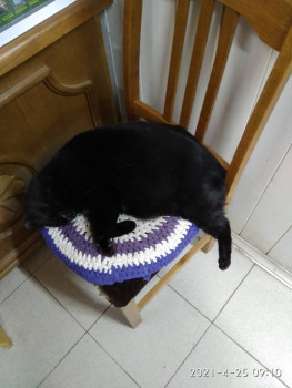 Клуб фелинологов-любителей  - IMG_20210425_091037.jpg